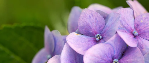 Flores de hortênsia azul crescendo no jardim. — Fotografia de Stock