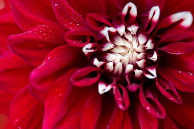 Kırmızı yıldız yeşil arkaplanda izole edilmiş..