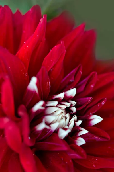 Red dahlia isolated on green blur background. — Stock Photo, Image