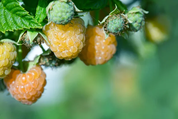 Close Up of yellow raspberry branch with ripe berries in sunlight. — Stock Photo, Image