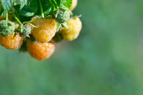 Close Up žluté malinové větve se zralými bobulemi na slunci. — Stock fotografie