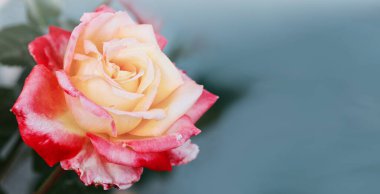 Gri arka planda pembe yapraklı gül goncası.