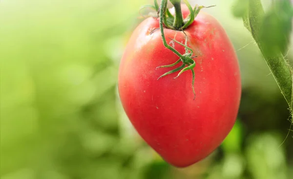 Primer plano de tomate rojo grande en invernadero. —  Fotos de Stock