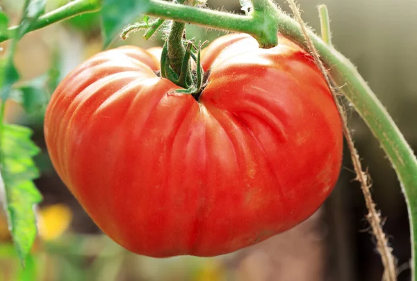 Close Up of big red tomato in greenhouse. — Stock Photo, Image