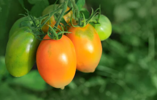 Farm of tasty yellow tomatoes on the bushes — Stock Photo, Image