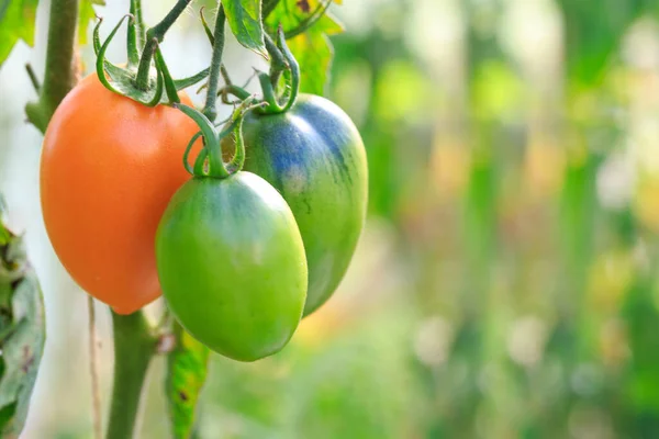 Ferme de tomates jaunes savoureuses sur les buissons — Photo