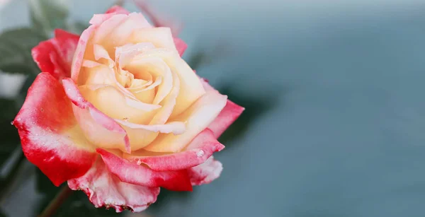 Rosebud con pétalos rosados aislados sobre fondo gris. — Foto de Stock