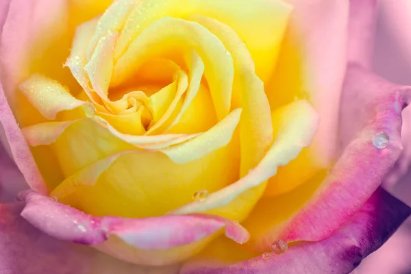 Pączek róży z różowymi płatkami.. — Zdjęcie stockowe