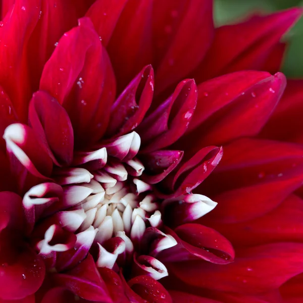 Gros plan macro d'un dahlia rouge — Photo