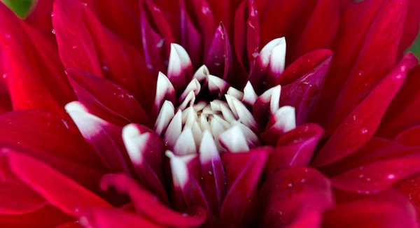 A close up macro shot of a red dahlia — Stock Photo, Image