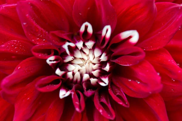 Macro photo d'un fond de fleur de dahlia rouge. — Photo