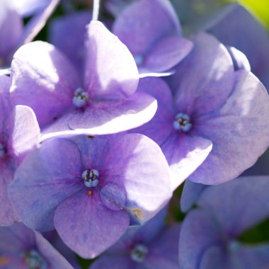 Bahçede yetişen mavi ortanca çiçekleri.