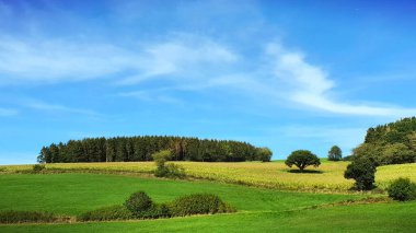 Ağaçlar ve mavi gökyüzü ile yeşil bahar tarlası.