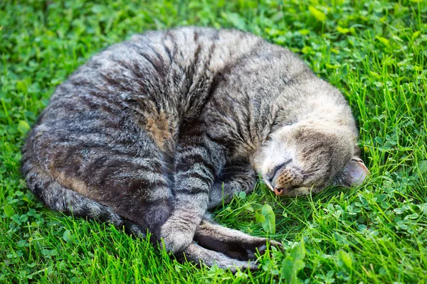 Gato deitado na vegetação no jardim na manhã de primavera ensolarada. — Fotografia de Stock