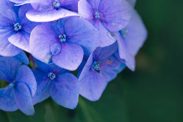 Fleurs d'hortensia bleue poussant dans le jardin. — Photo