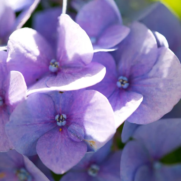 Blue hydrangea flowers growing in the garden. — Stock Photo, Image