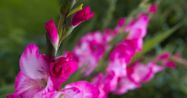 A close up macro shot of a pink gladiolus islated. — Stock Photo, Image