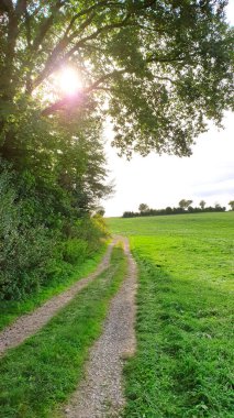 Ağaçların arasından parlayan güneşli güzel bir orman manzarası.