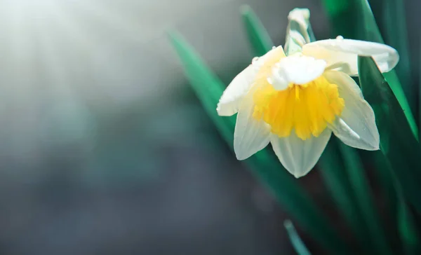 Fleurs blanches à double jonquille au soleil. — Photo