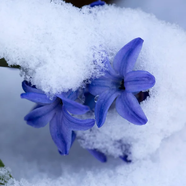 Close up of a purple hyacinth in the snow.Spring background. Stock Picture