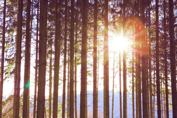 Gyönyörű tavaszi erdő fényes napfénnyel a ködben. — Stock Fotó