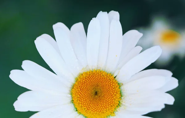 Makro Skott av vit tusensköna blomma i solnedgången ljus. — Stockfoto