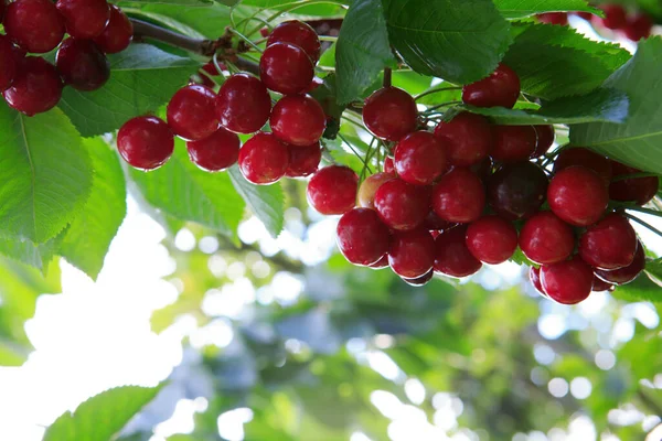 Cerezas colgando de una rama de cerezo en el jardín. —  Fotos de Stock