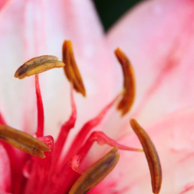 Pembe zambak, arka planda izole edilmiş su damlalarıyla yakın plan..