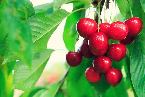 Cerezas colgando de una rama de cerezo en el jardín. — Foto de Stock