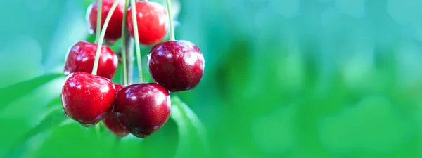 Kirschen hängen an einem Kirschbaumzweig im Garten. — Stockfoto