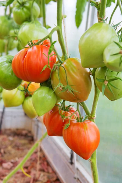 Primer plano de los tomates rojos en invernadero. — Foto de Stock