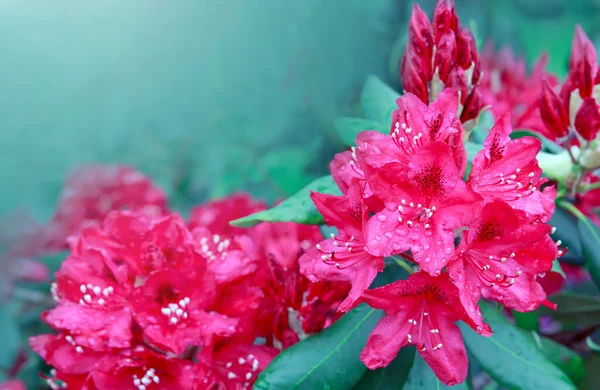 Червоні квіти азалії в весняному саду . — стокове фото
