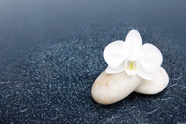 Flor de orquídea blanca y piedra con gotas de agua aisladas —  Fotos de Stock