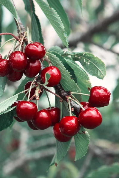 Cerezas rojas colgando de una rama de cerezo. —  Fotos de Stock