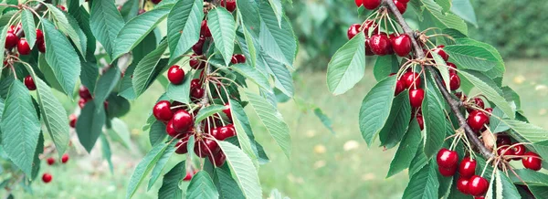 Cerises rouges accrochées à une branche de cerisier. — Photo