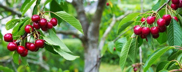 Червоні вишні висять на гілці вишневого дерева . — стокове фото