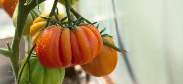 Dojrzałe pomidory wzrostu w szklarni. — Zdjęcie stockowe