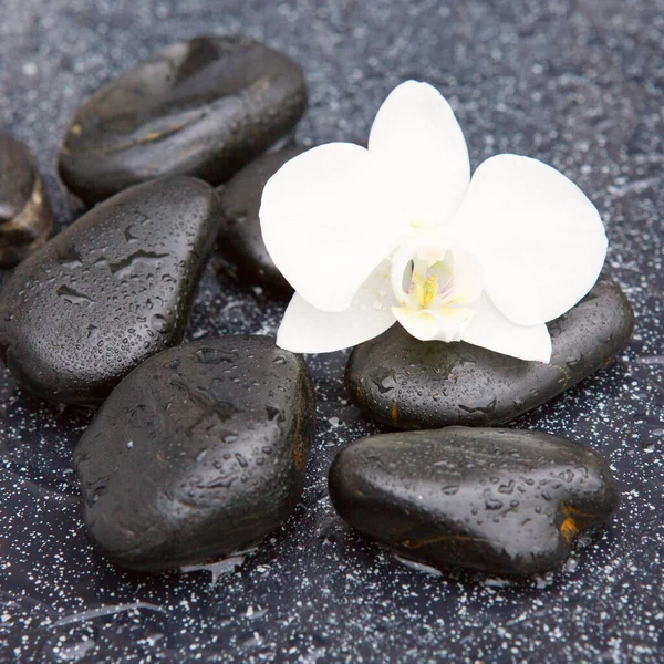 White orchid flower and stone with water drops isolated — Stock Photo, Image