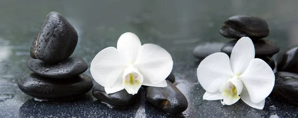 White orchid flowers and stone with water drops isolated — Stock Photo, Image