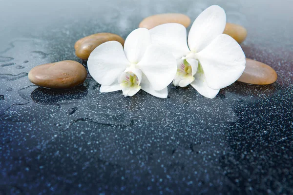 Vit orkidé blomma och sten med vatten droppar isolerade — Stockfoto