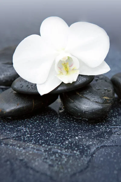 Flor branca da orquídea e pedra com gotas de água isoladas — Fotografia de Stock