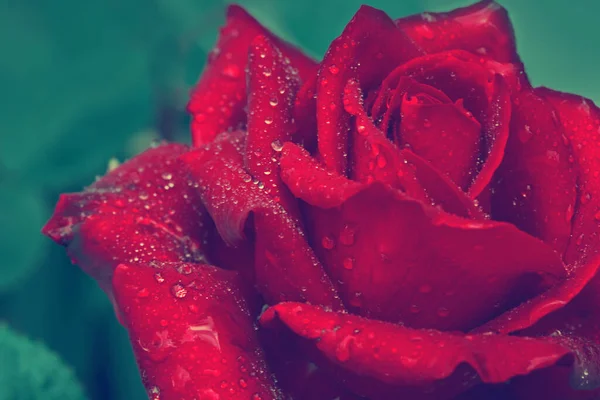 緑の背景に孤立した美しい赤いバラ. — ストック写真