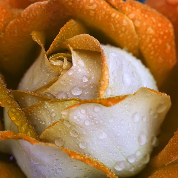 Sárga rózsa közelkép vízcseppekkel. — Stock Fotó