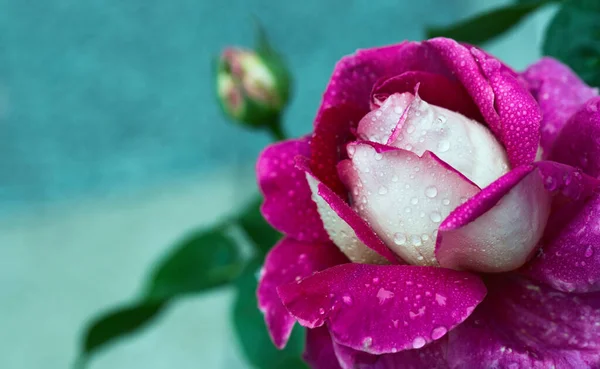 粉红玫瑰与水滴的特写. — 图库照片