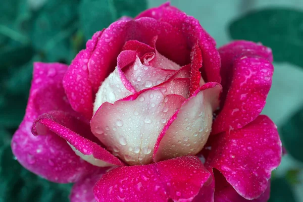 분홍빛 장미가물 방울로 뒤범벅 이 되다. — 스톡 사진