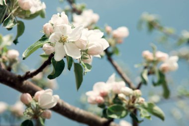 Beyaz elma çiçeklerini yaklaştır. Bahar arkaplanı.