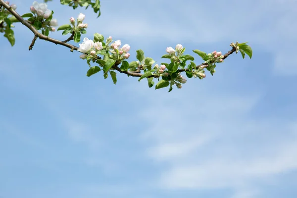 Zblízka na bílé květy jablek izolované na modré obloze. — Stock fotografie