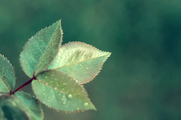 푸른 배경에 분리되어 있는 녹색 장미 잎 — 스톡 사진