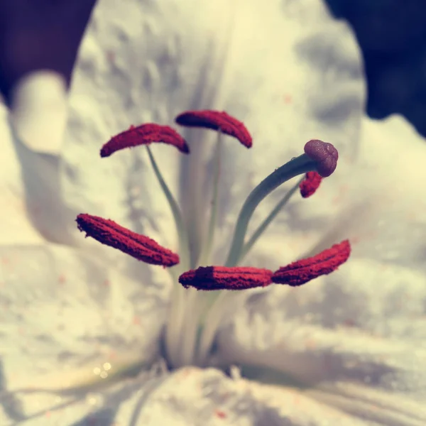 Primer plano de la flor de lirio blanco.Lirio blanco. — Foto de Stock