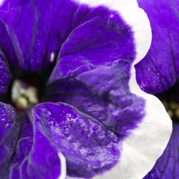 Close -up na Blue Petunia kwiat z białą granicą. — Zdjęcie stockowe